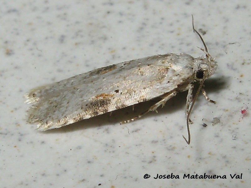 Tortricidae  ID. No, Autostichidae - Agonopterix alstromeriana
